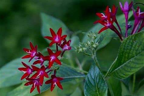 10 Star Shaped Flowers Urban Garden Gal