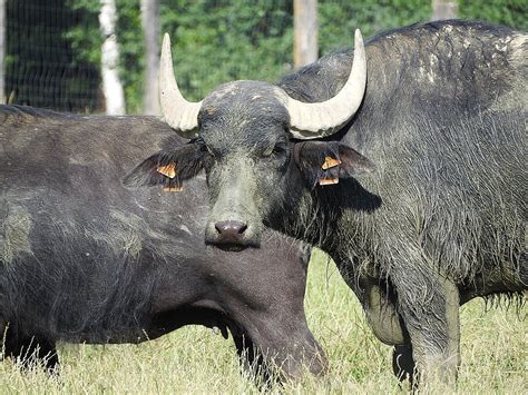 Free Photo Buffalo Water Buffalo Free Image On Pixabay 840344