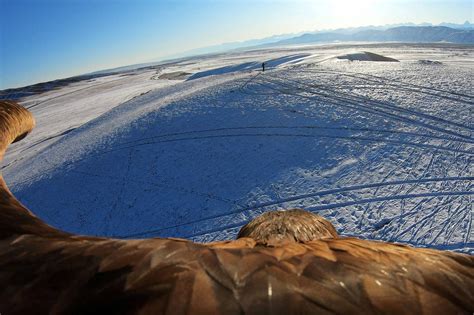Фото: Бүргэд, шонхрын ан