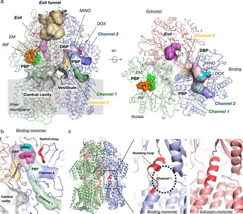 Multiple Channels In Acrb Contribute To Multidrug Recognition A Side