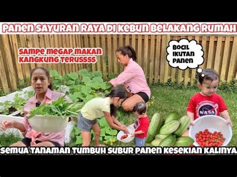 Panen Sayuran Raya Di Kebun Belakang Rumah Ditemani Bocil Kangkung