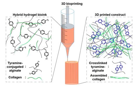 Polymers Free Full Text Tyramine Functionalized Alginate Collagen