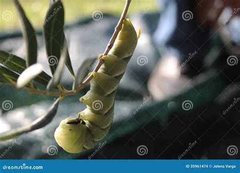 Tobacco Hornworm Caterpillar Stock Photo - Image of olive, sexta: 35961474