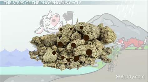 Phosphorus Cycle: Steps, Definition & Diagram - Video & Lesson ...