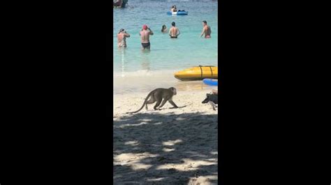 Monkey Caught Red Handed Stealing From Tourists News Au