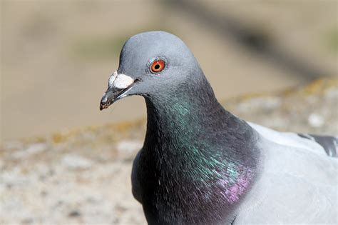 pigeons
