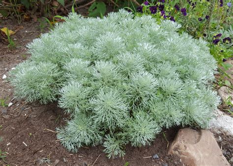 Artemisia 'Silver Mound' Plants | Streambank Gardens