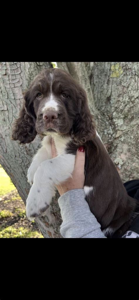 English Springer Spaniel Puppies For Sale Canfield Oh 474962