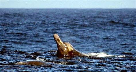 Bairds Beaked Whale Ocean Treasures Memorial Library