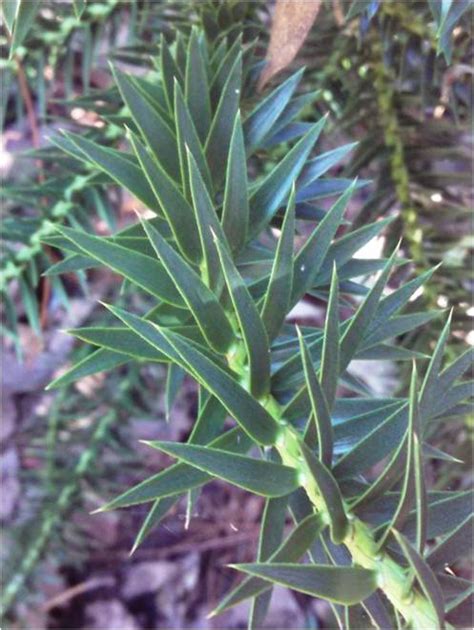 Paraná Pine An Ancient Looking Conifer For Modern Landscapes