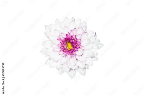 White Chrysanthemum Flower Isolated On White Background Stock Foto