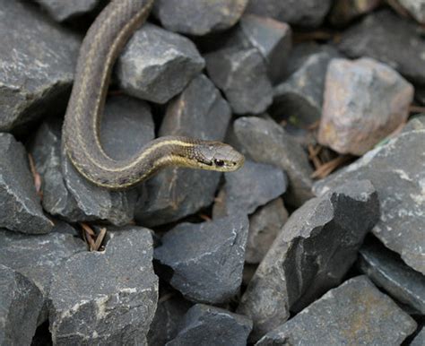 Garter Snake Morphs