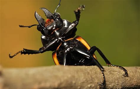 Eyes Branch Paws Antennae Tusks Male Stag Beetle