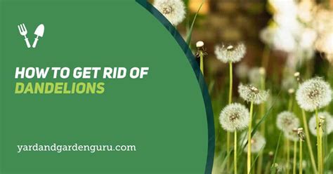 How To Get Rid Of Dandelions
