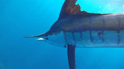 Striped Marlin Release Up Close Youtube