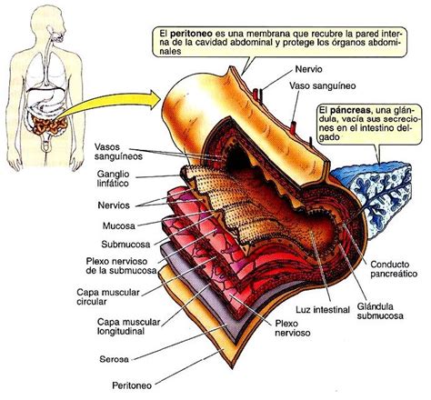 Estructura Del Tubo Digestivo Blog De Biolog A