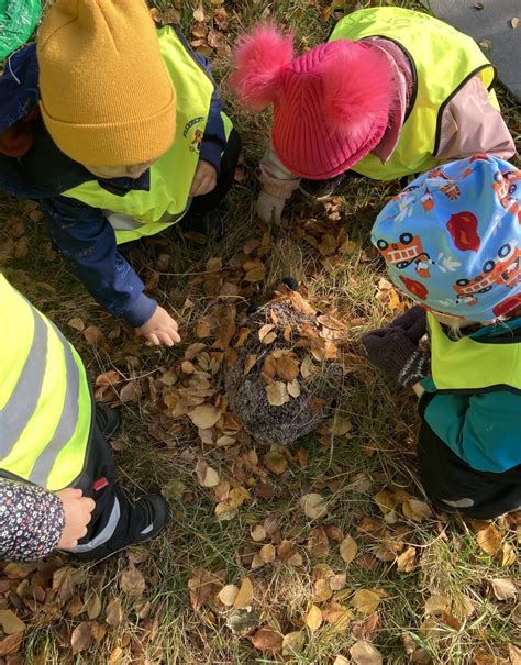 Pedagogisk Planering I Skolbanken Knopp Och Kropp