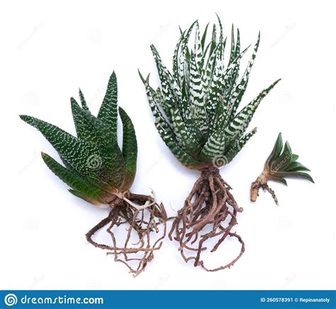 Haworthia Succulent Plant With Roots Isolated On White Background Stock