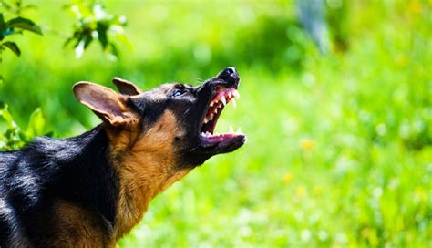 Understanding the Causes and Signs of Dog Aggression - Berthoud Animal Hospital