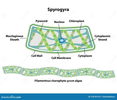 Spirogyra Vector Illustration Labeled Educational Green Algae