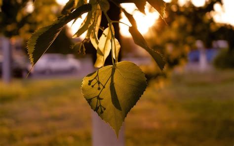 Wallpaper Sunlight Leaves Depth Of Field Sunset Nature Branch