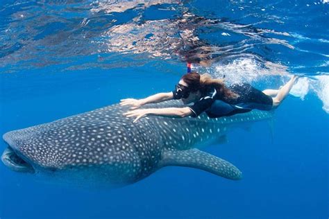 Swim With Whale Sharks From Cancun Tulum Or Playa Del Carmen 2024 Riviera Maya And The Yucatan