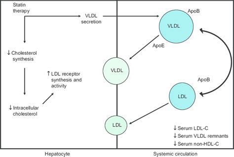 Hmg Coa Reductase Inhibitors Statins Reduce Tc And Ldl C Via A Number