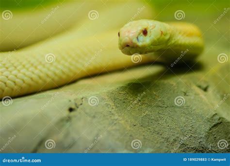 Amazing Albino Cobra Snake In The Wild The Monocled Cobra Naja