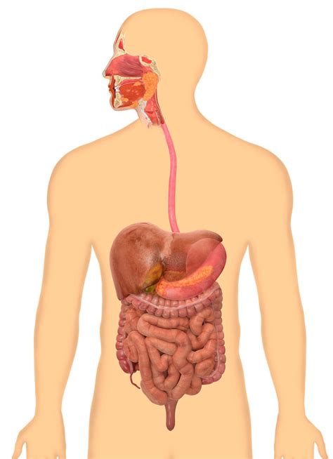 Esophagogastroduodenoscopy Anatomy