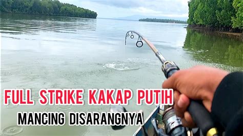 MANCING KAKAP PUTIH STRIKE BERTUBI TUBI YouTube