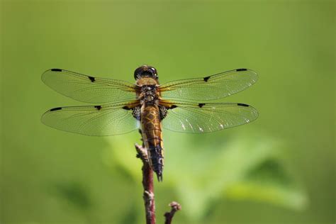 Til That Some Female Dragonfly Species Fake Death To Avoid Sex They Fall From The Sky And Lie