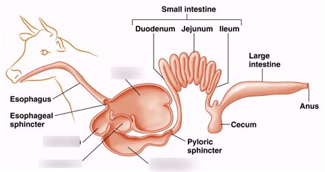 Ruminant digestive system Diagram | Quizlet