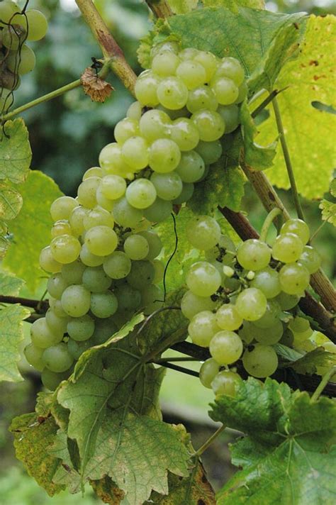 Ranina - Vinopedia
