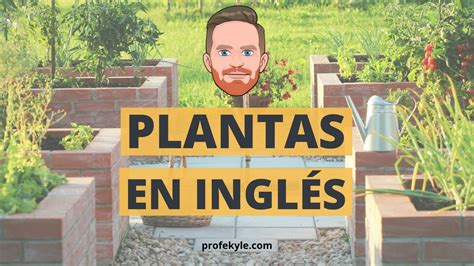 Cómo Describir Las Plantas En Inglés Profe Kyle Profe Kyle