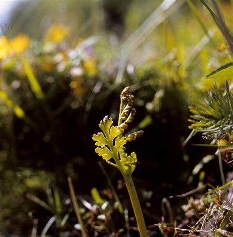 Botrychium Matricariifolium D Ll A Braun Ex W D J Koch Flickr