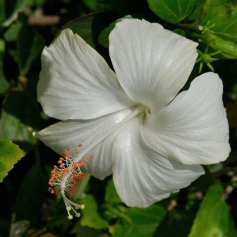 White Hibiscus Michael Flaugh Landscape Architect