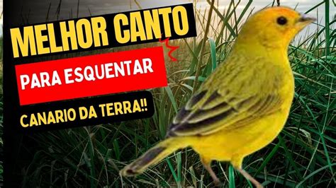 Melhor Canto Para Esquentar Can Rio Da Terra Ouvir Canto De Can Rio