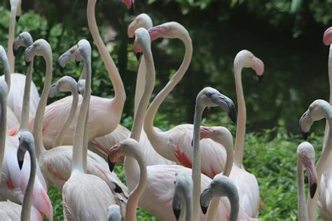 Flock Of Flamingos During Daytime Photo Free Flamingo Image On Unsplash