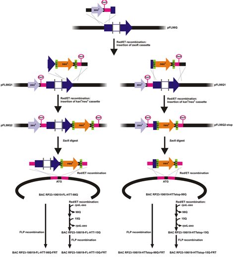 Schematic Diagram Of The Cloning Strategy For Generating The Bdnf Bac