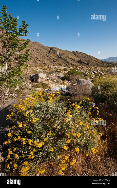 Brittlebush Encelia Farinosa In Picacho Peak Wilderness Blythe