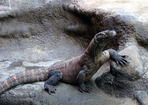 Fotos De Natureza Dragão De Komodo