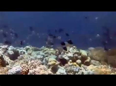 Get Wet At Marimabuk Diving Spot Tomia Wakatobi Youtube