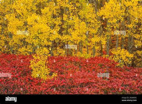 Autumn Aspens And Staghorn Sumac Greater Sudbury Ontario Canada