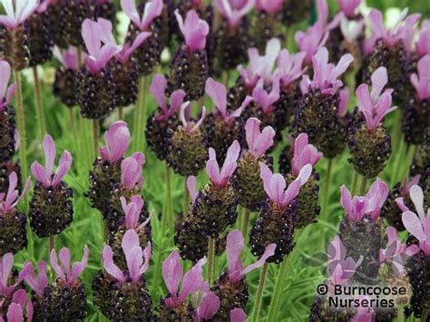 Lavandula Stoechas Fathead From Burncoose Nurseries