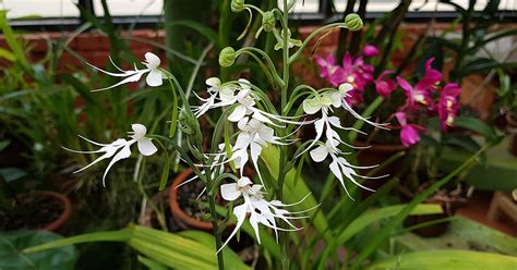 Ghost Orchid Growing & Care Guide - The Garden Magazine