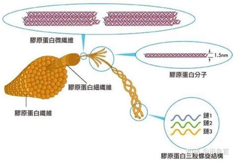 胶原蛋白肽分子量越小越好 小分子量不稳定？ 知乎