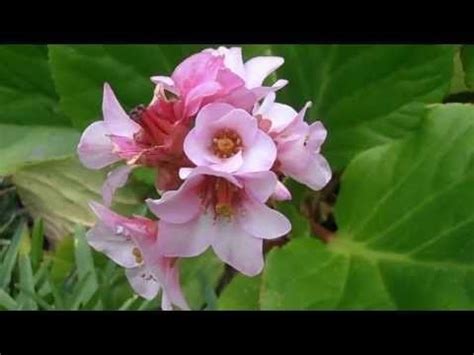 La Hortensia De Invierno Bergenia Crassifolia Riomoros