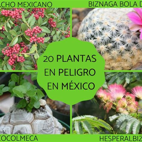 Details 48 árboles En Peligro De Extinción En México Abzlocalmx