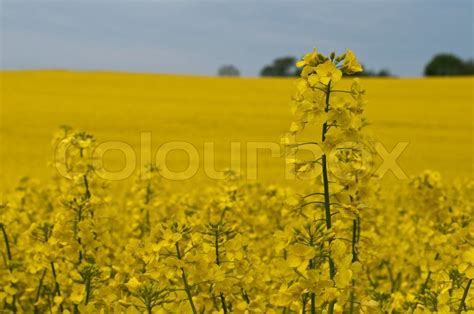 Fantastisk Flot Gul Rapsmark Stock Foto Colourbox