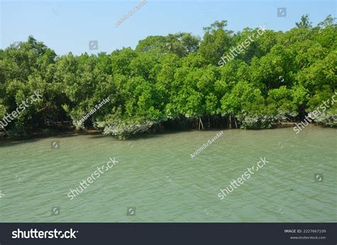 Natural Barricade Mangrove Forest Sundarbans Stock Photo 2227667109